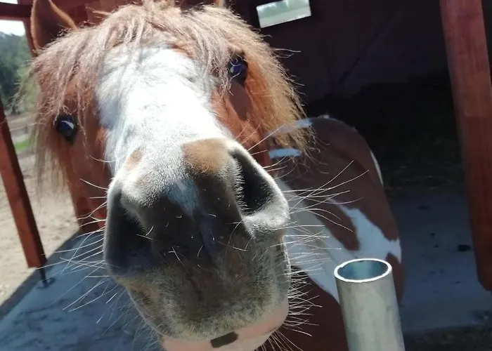 Direkt Neben Der Naturtherme 假日公园